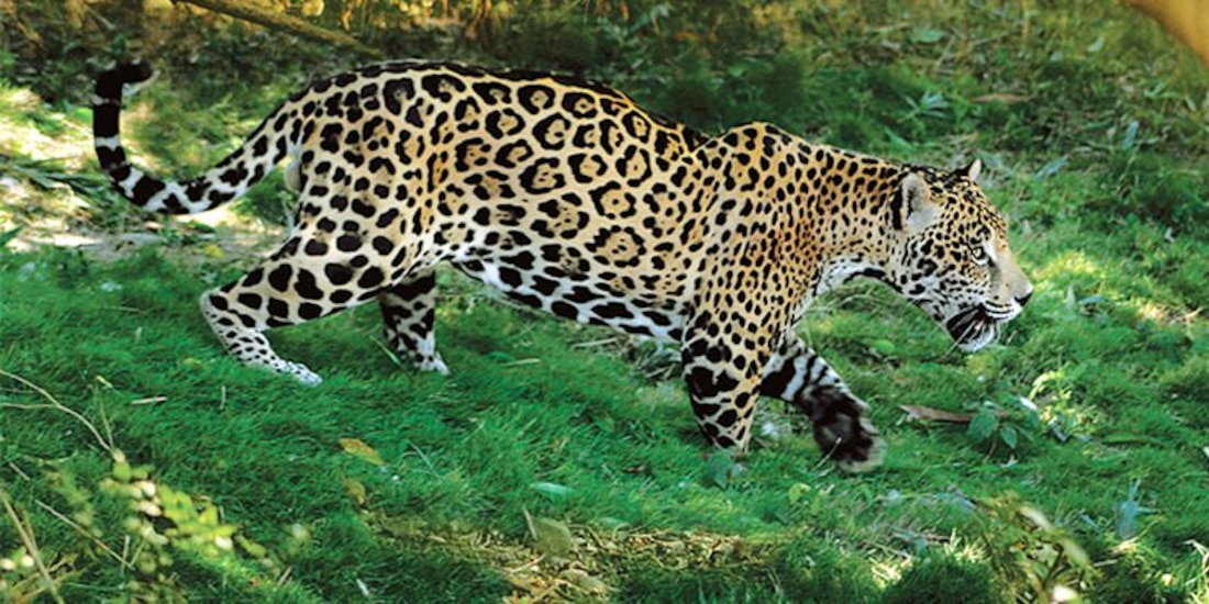 Pedirán mayor cooperación para conservación