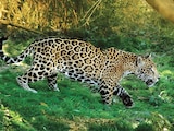 Pedirán mayor cooperación para conservación