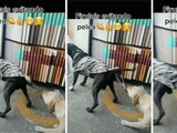 Un perro jala del chaleco a su "amigo" para evitar pelea y se vuelven virales en TikTok.