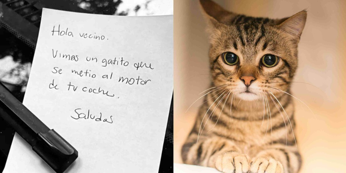 Alertan de nueva forma de robo en donde utilizan a un gato