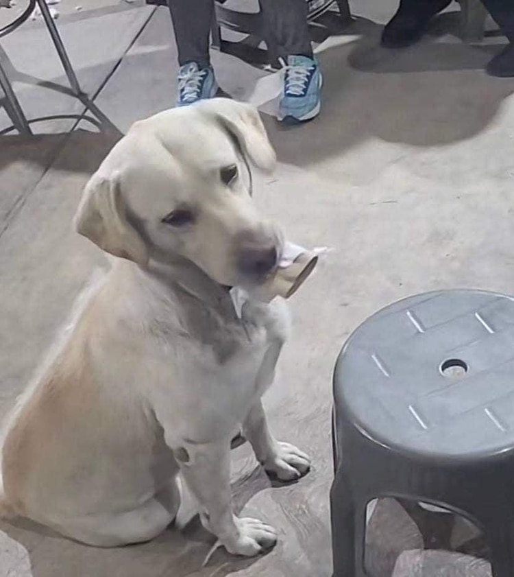 El perrito roba cosas de su casa, para pagar su comida.