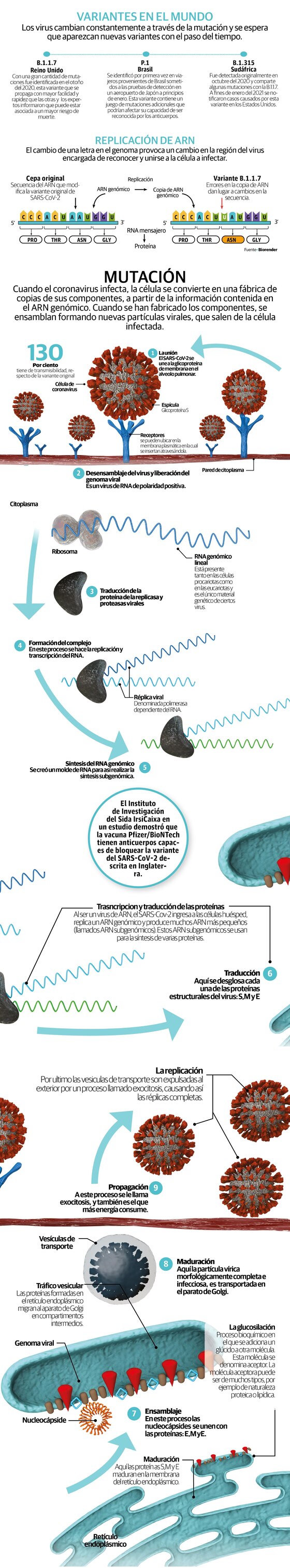 SARS-CoV-2 B.1.1.7, el virus más peligroso que puede ser dominante en EU
