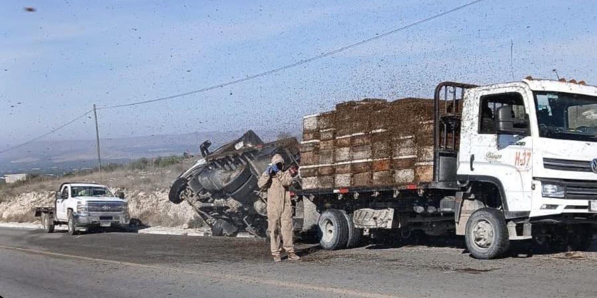 ¡Enjambre en Carretera! Volcadura de Camión Desata Alerta Apícola en Nuevo León