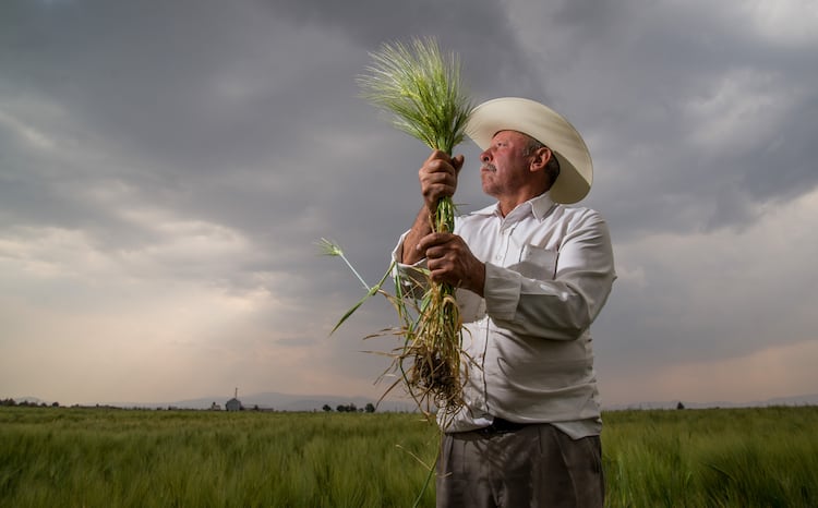 Producción para el Bienestar destinó 15.2 mil millones de pesos en 2024 y se fortalecerá en 2025: Agricultura - La Razón de México