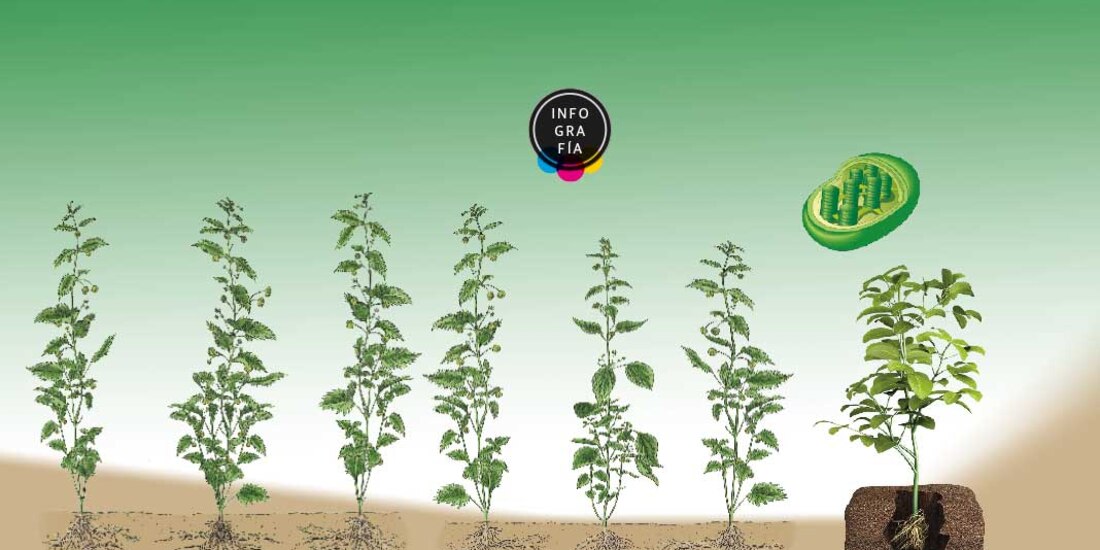 Las plantas reconocen a sus parientas y se comunican entre ellas