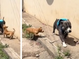 Perritos molestan a pitbull con mochila y se vuelven virales en TikTok.