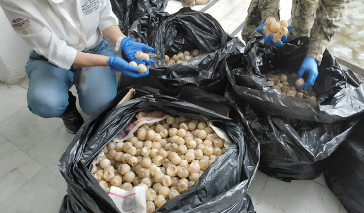 Detienen a persona que transportaba 11 mil 175 huevos de tortuga marina, en Colima.