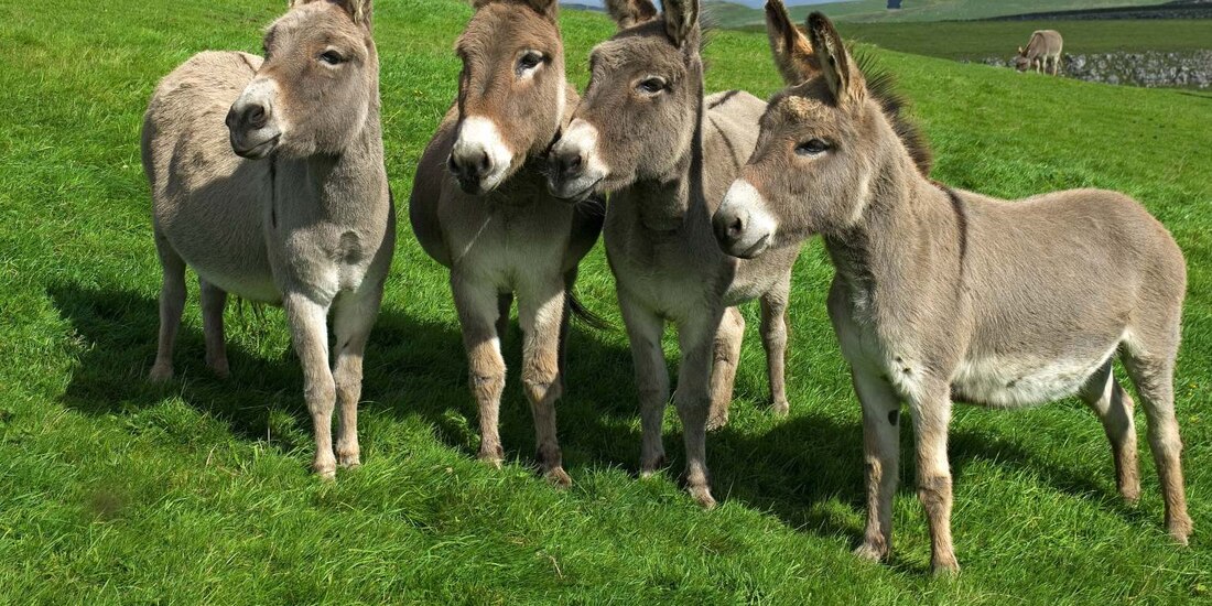 Podrás visitar a tu apadrinado las veces que quieras