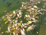 Investigan muerte masiva de peces en el Lago de Chapultepec