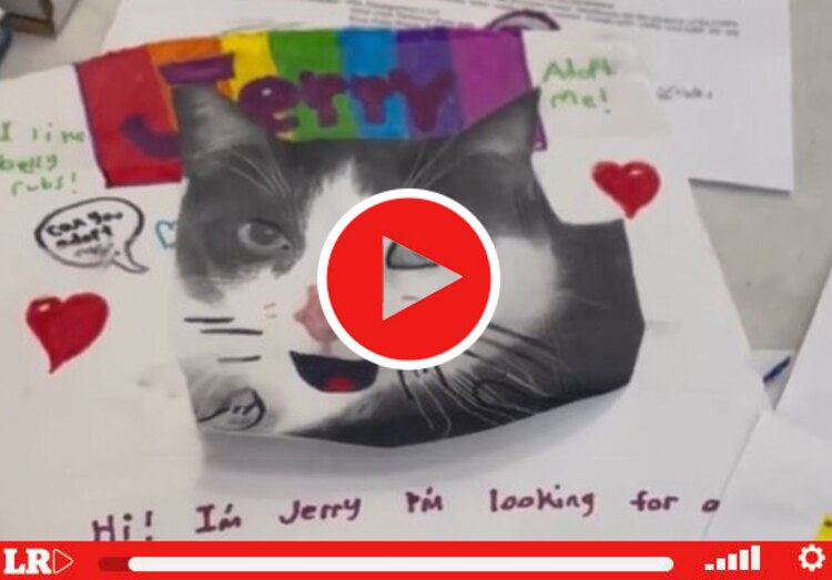 Jerry, el gatito abandonado por ser "demasiado cariñoso".