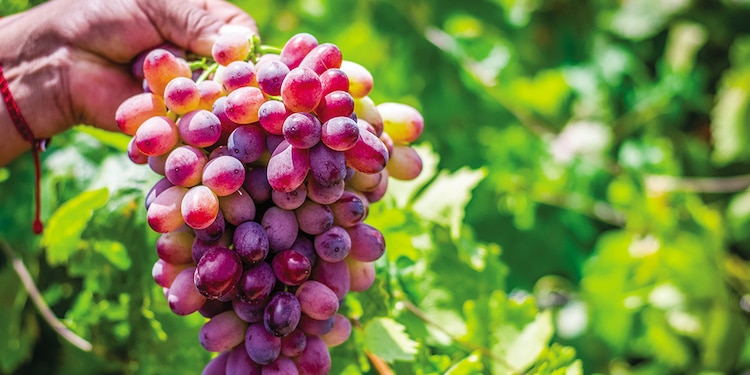 El estado tiene 67 proyectos vitivinícolas
que benefician a comunidades.