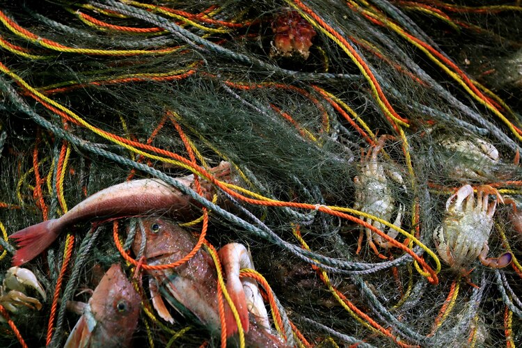 Peces y cangrejos enredados en una red, en un bote en el puerto pesquero de Tsurishihama en Shinchimachi, a unos 55 km de la planta de energía nuclear inhabilitada Fukushima Dai-ichi, en la prefectura de Fukushima, Japón, el 1 de marzo de 2023