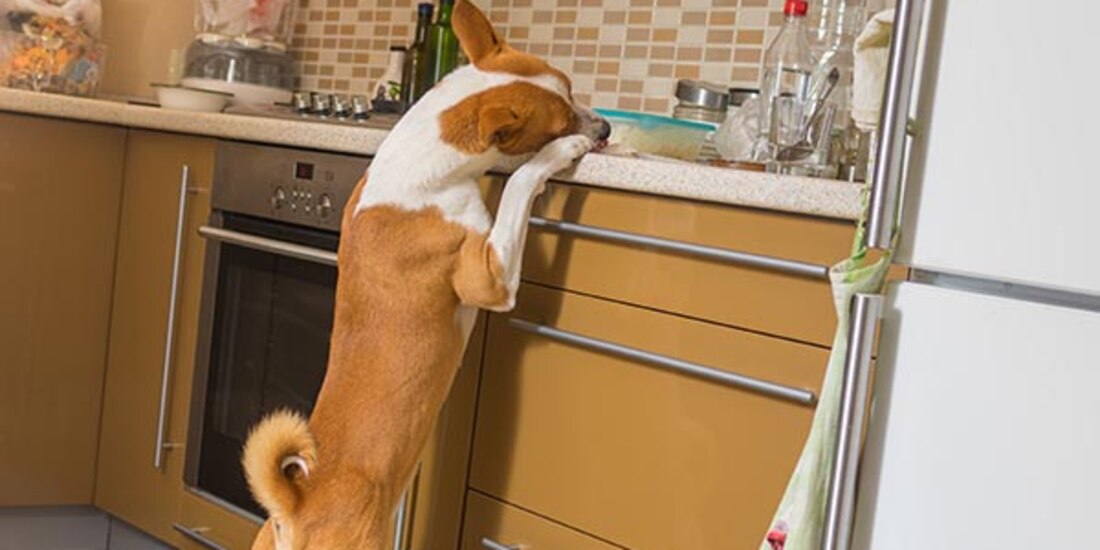 Hay cada vez más casos de perros drogados con cannabis en EU