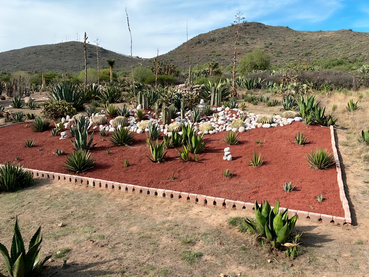 Biznaga burra (Echinocactus Platyacanthus)