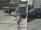 Toro cae de vehículo en Michoacán y provoca pánico en las calles.