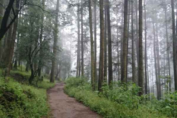 Se declara al parque nacional Desiertos de los Leones como primera área natural protegida.