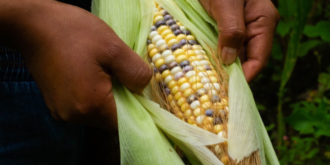 En la imagen. una mazorca