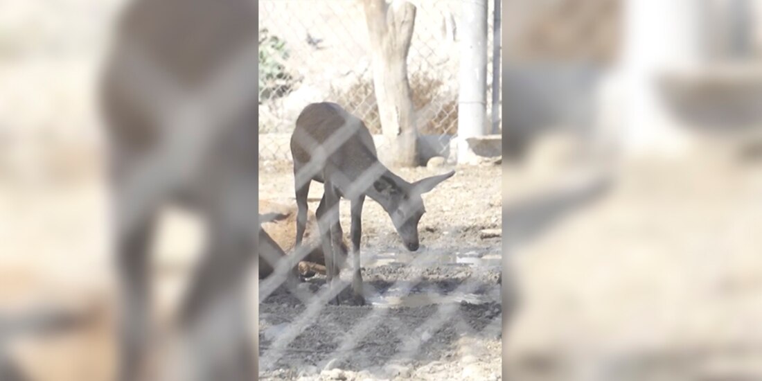 Venado que toma agua acumulada de un charco.
