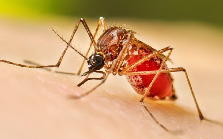 Mosquito transmisor del dengue