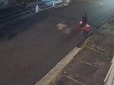 Un perrito frustró un asaltó y defendió a su dueño.