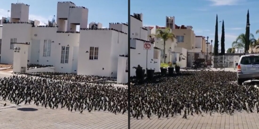 Vecino capta mega reunión de palomas junto a su casa