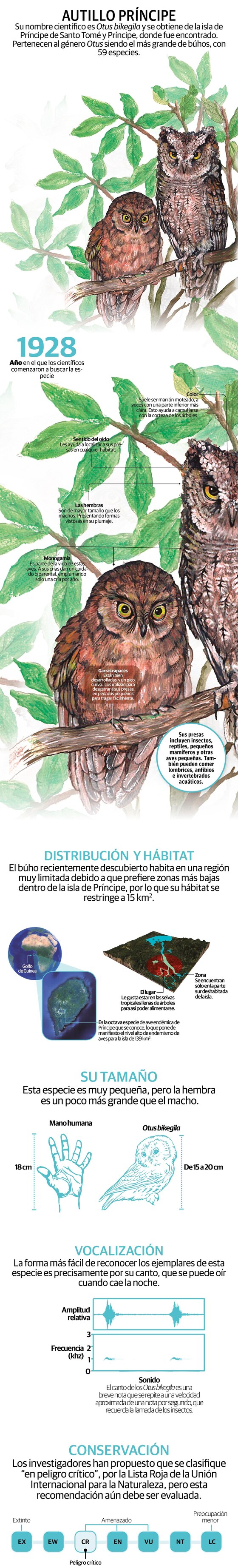 Descubren búho con canto único que habita un exclusivo lugar en la Tierra