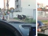 Un video que circula en Twitter muestra el momento en que una vaca sale trotando de un lote baldío y embiste a un motociclista que avanza por la calle.