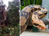 La serpiente constrictora encontrada sería la más grande del mundo actualmente