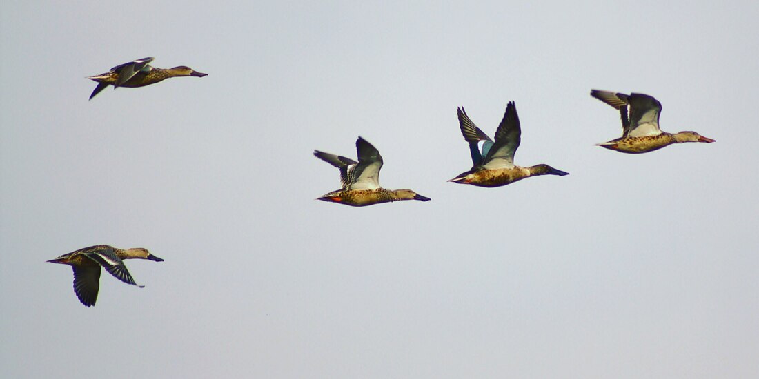 Patos vuelan sobre humedal de Xochimilco.
