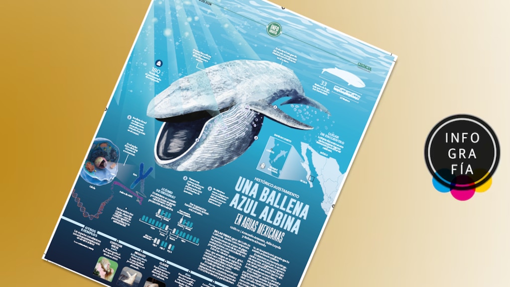 Una ballena azul albina en aguas mexicanas