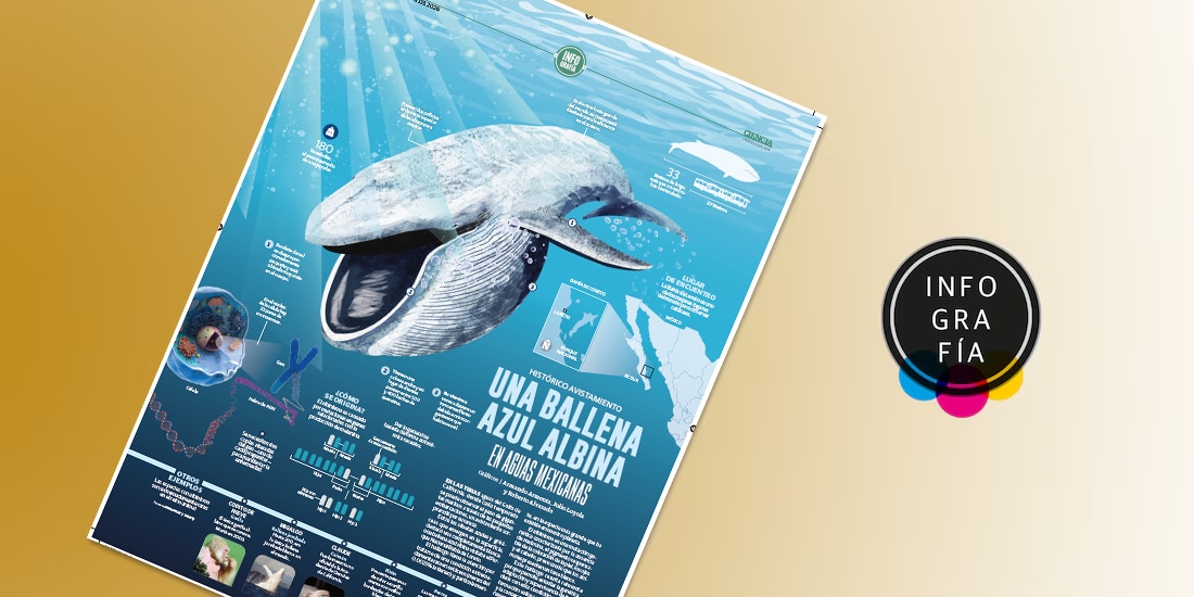 Una ballena azul albina en aguas mexicanas