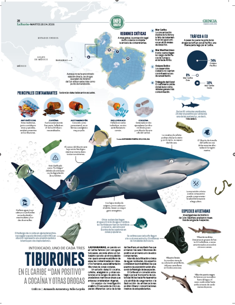 Tiburones en el Caribe "dan positivo" a cocaína y otras drogas