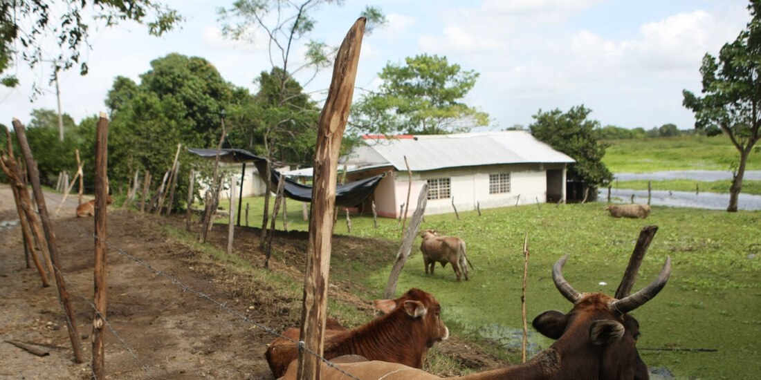 Ganado en granja de Tabasco, en imagen de archivo.