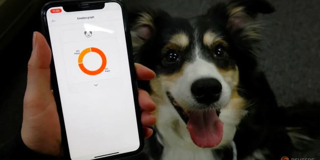 El collar también rastrea la actividad física y el descanso de los perros.