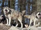 Por un comportamiento "anormal y peligroso", matan a cuatro lobos en zoológico de Francia