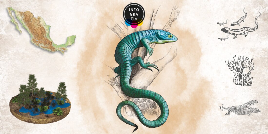 Perseguido por su belleza: el dragoncito azul mexicano está en riesgo de extinción