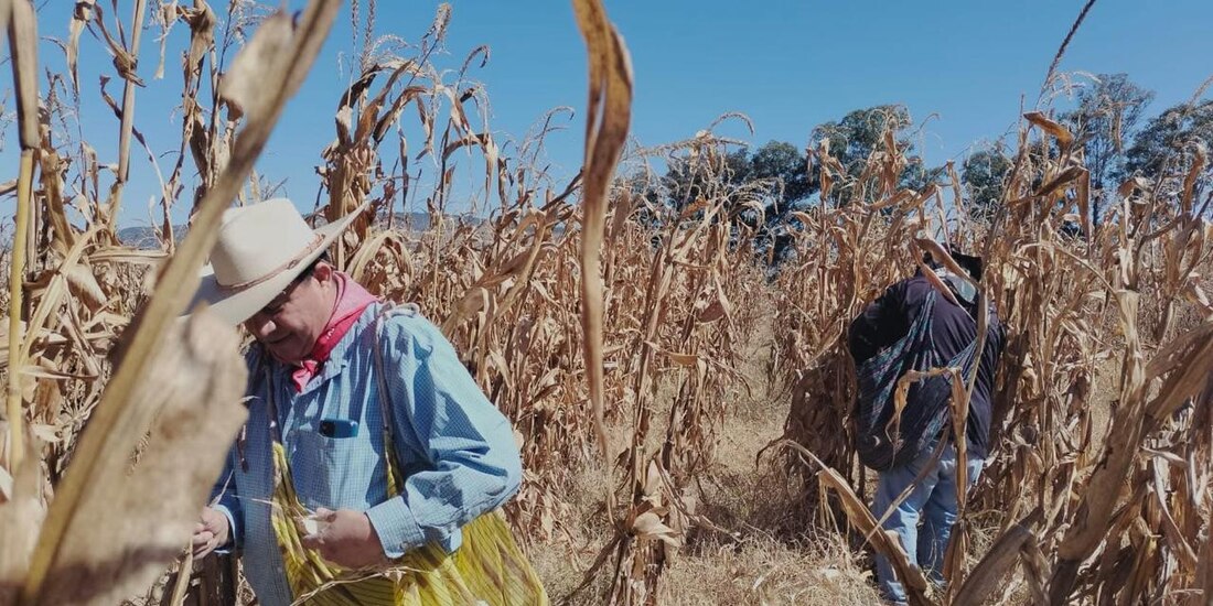 Campesinos en la siembra de maíz, en imagen de archivo.
