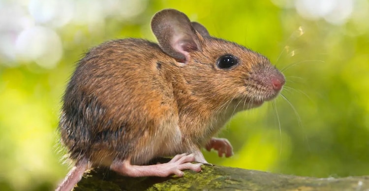 Ratón de campo