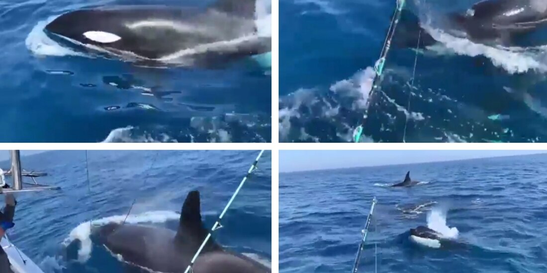 Las orcas nadaron cerca de la embarcación por varios minutos.