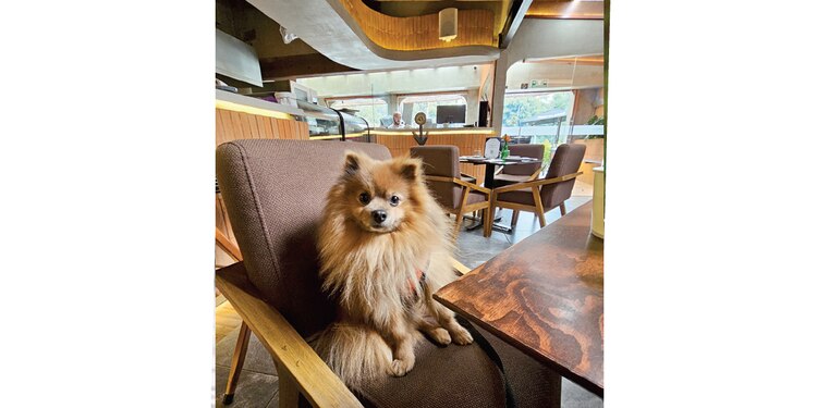 Vayan a lugares pet friendly.