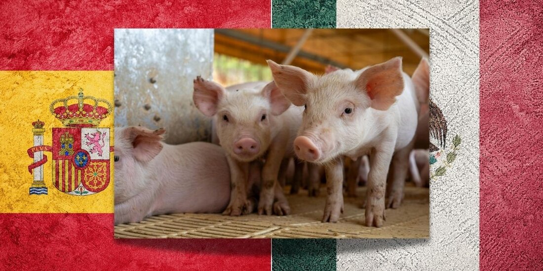 México suspende importación de carne porcina de España ante brote en Barcelona de virus de la peste porcina africana.