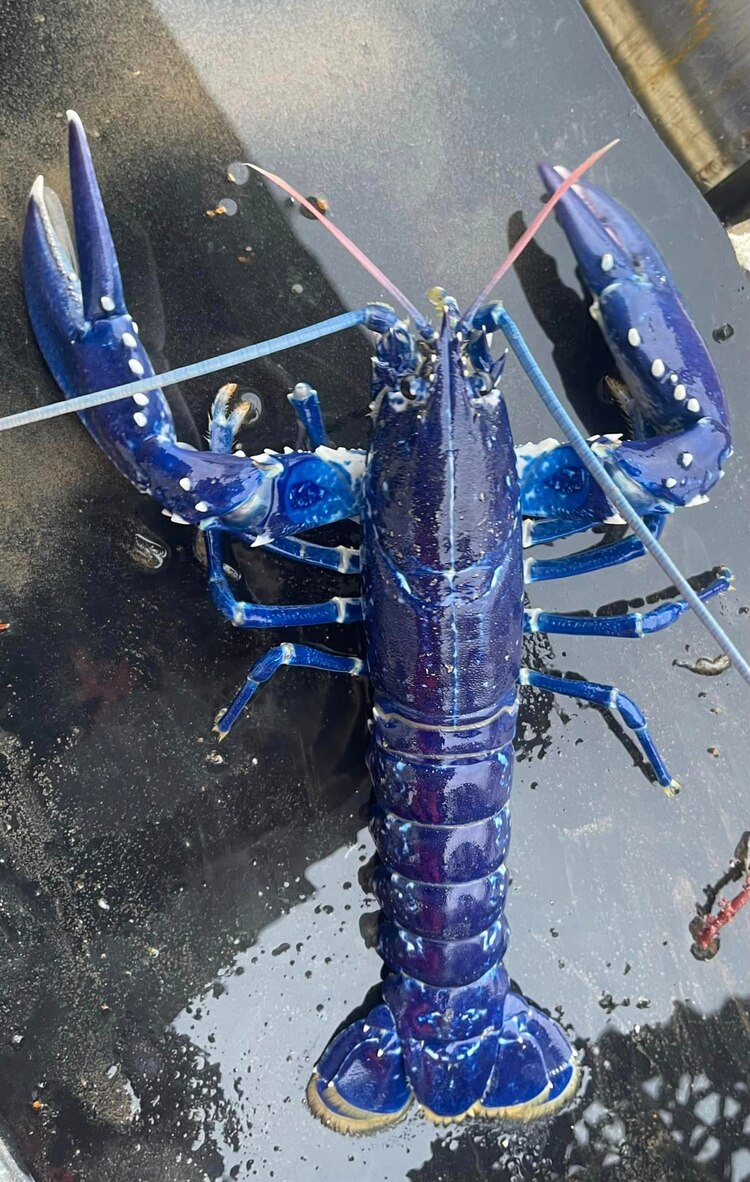 La langosta azul fue devuelta al océano por superar el tamaño permitido en la pesca.