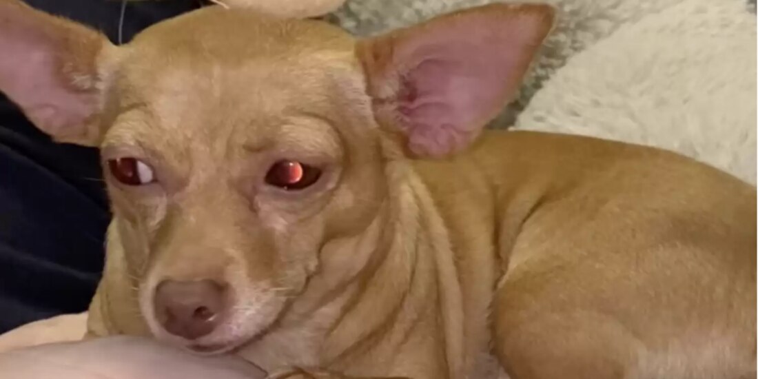 Bella es el nombre de la perrita que ignora a su hermanito