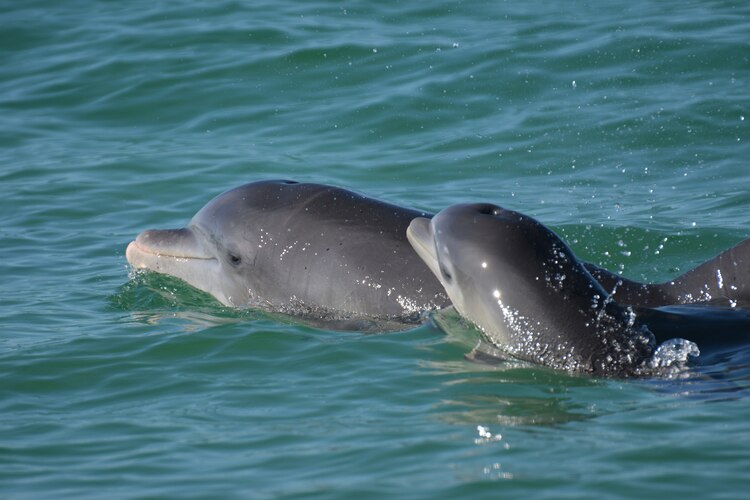 En esta fotografía, delfines nariz de botella nadan.