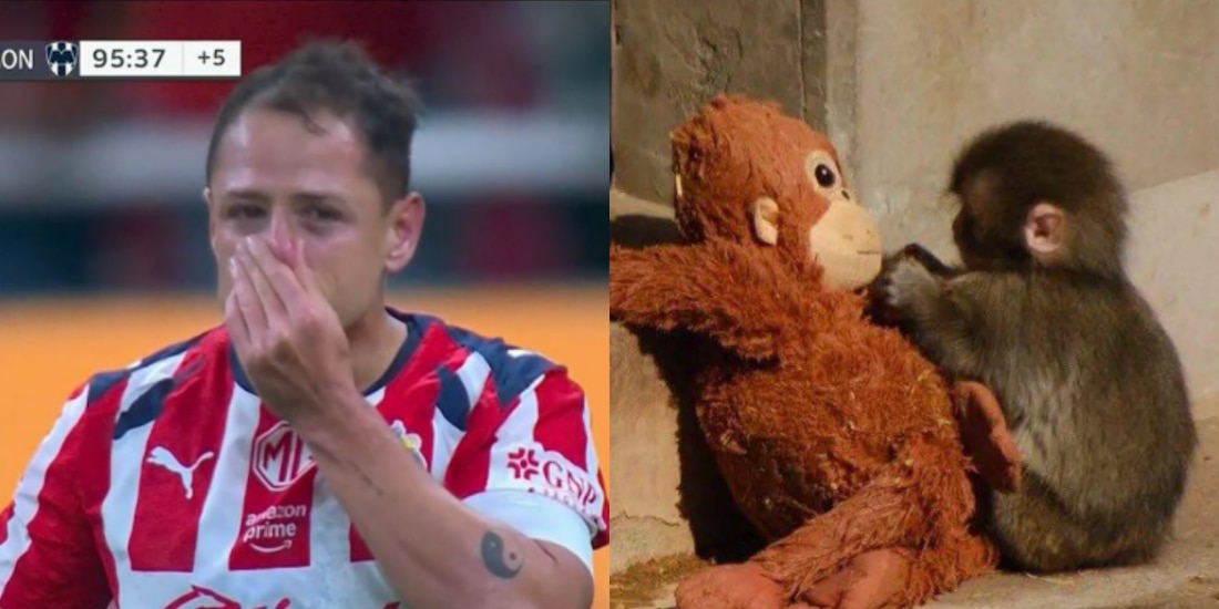 El Chicharito Hernández llora por Punch Monkey