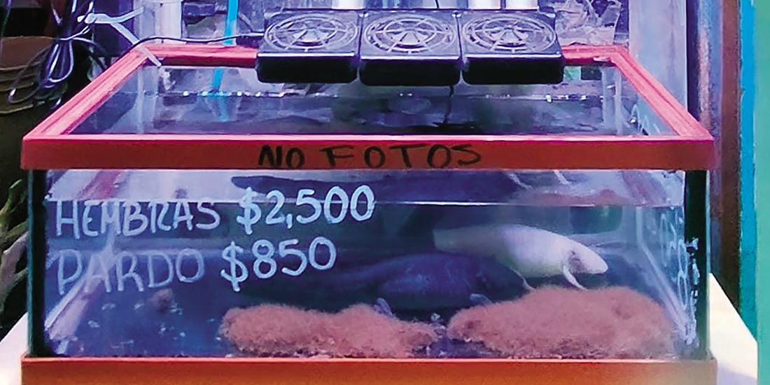 Supuestos ajolotes son ofrecidos en un local del mercado, el martes.