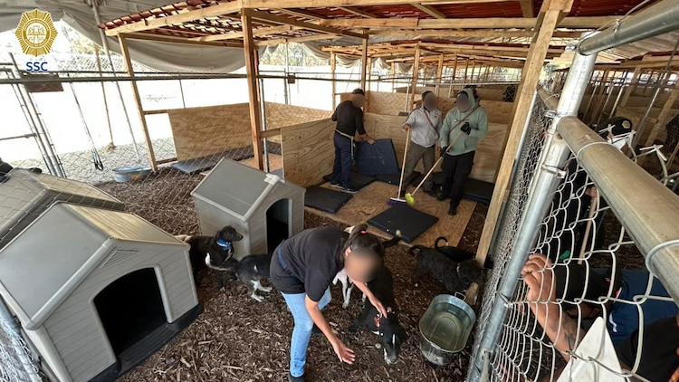 Perros resguardados en la BVA reciben atención médica y cuidados diarios.