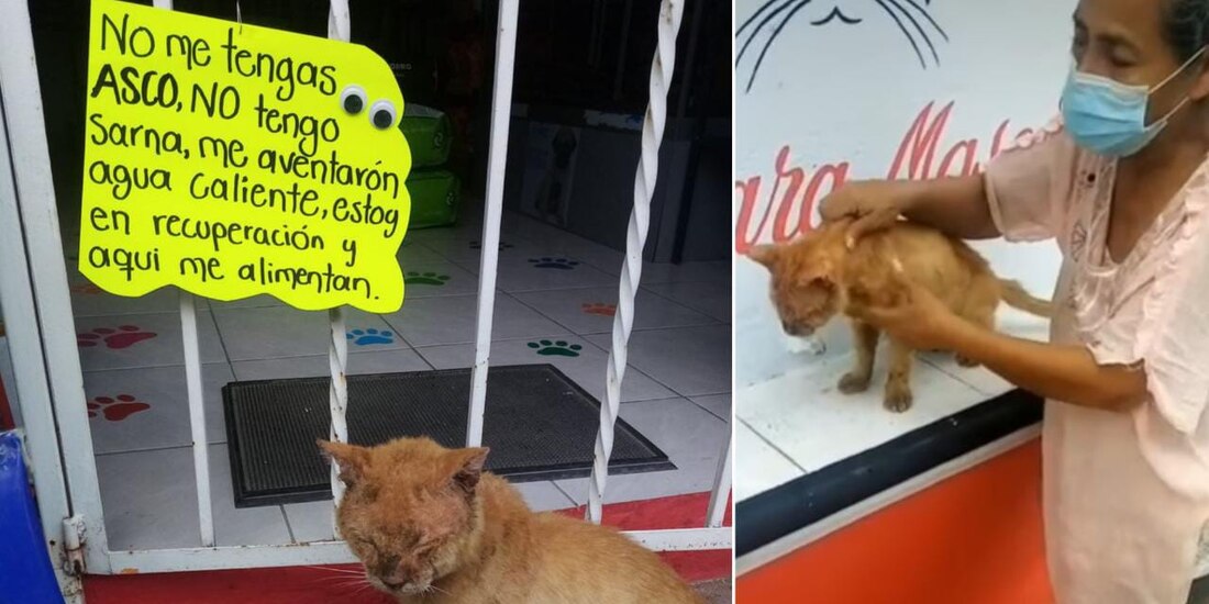Gatito rescatado