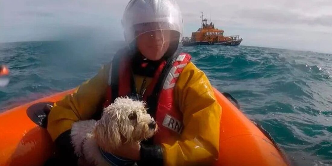 perrita sobrevive tras a caer 30 metros por un acantilado