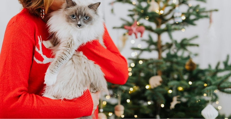 Vacaciones de invierno